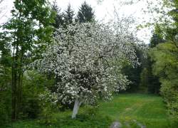 Jabłoń majowa