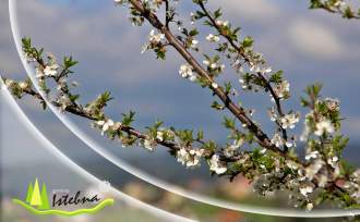 baner wiosna