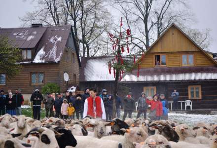 Miyszani Owiec na Stecówce