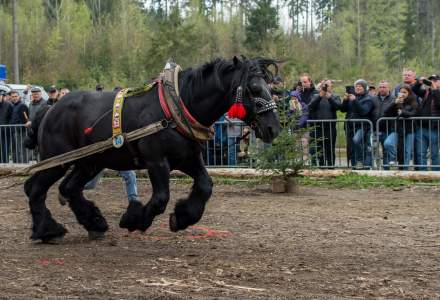 Zawody Furmanów 2023