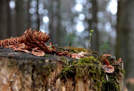 Wczesnowiosenne klimaty