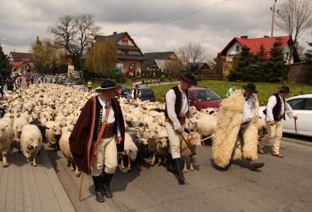 Miyszani owiec w Koniakowie