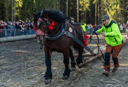 Zawody Furmanów 2024