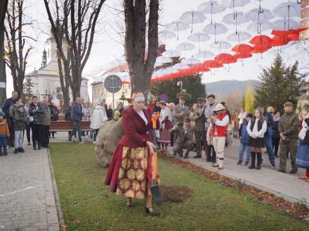 Sadzenie dębu papieskiego przez Panią Wójt Łucję Michałek-Chudecką.