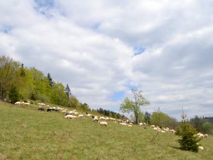 Otwarcie Bacówki na Pietroszonce