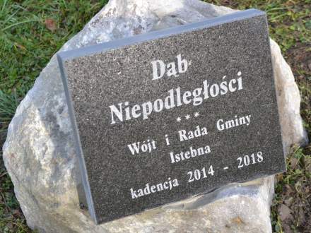 Sadzenie dębów