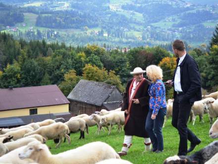 Rozsod Owiec na Stecówce 2019