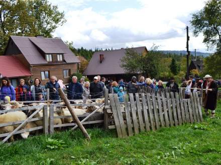 Rozsod Owiec na Stecówce 2019