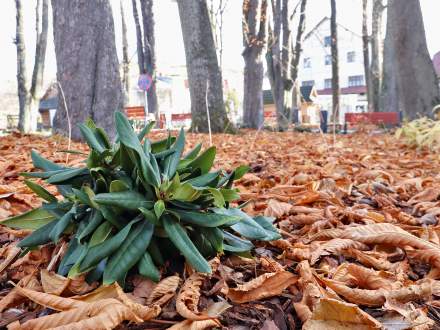 Park w Istebnej w nowej szacie