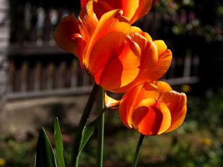 Tulipany na Dzień Mamy