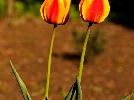 Tulipany na Dzień Mamy