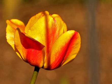 Tulipany na Dzień Mamy