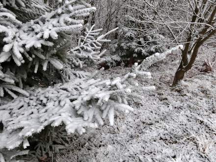 Pierwszy śnieg