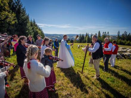 Rozsod Owiec na Stecówce fot. Michał Kuźma