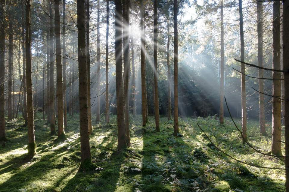 Świerki